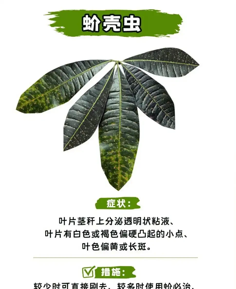 發財樹怎麼養?教大家怎麼養出滿盆發財樹!附:病蟲害檢查圖