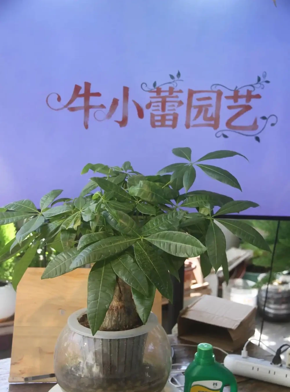 發財樹怎麼養?教大家怎麼養出滿盆發財樹!附:病蟲害檢查圖