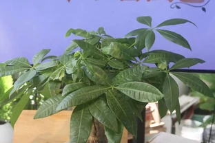 發財樹怎麼養？教大家怎麼養出滿盆發財樹！附：病蟲害檢查圖