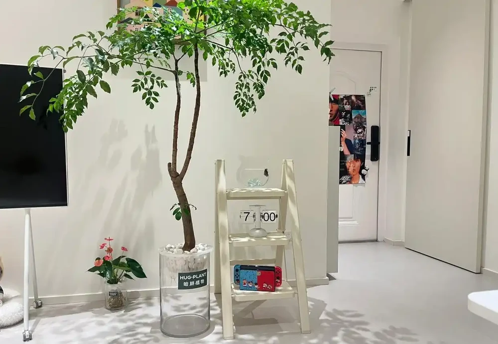 男子養9年的幸福樹,送人前「開花又結果」,網友:別送了,已成精