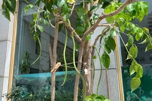 男子養9年的幸福樹，送人前「開花又結果」，網友：別送了，已成精