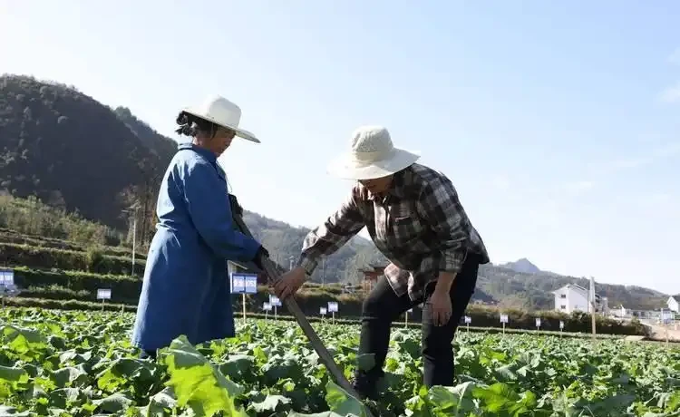 入冬後,油菜應該怎樣施肥?