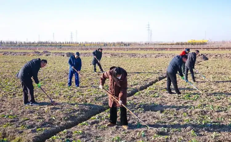 入冬後,油菜應該怎樣施肥?