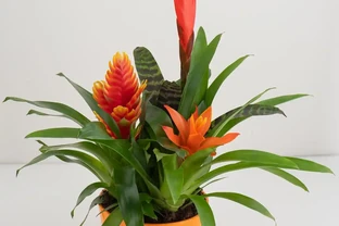 金鑽開花嗎？揭秘這款「觀葉神器」的開花密碼