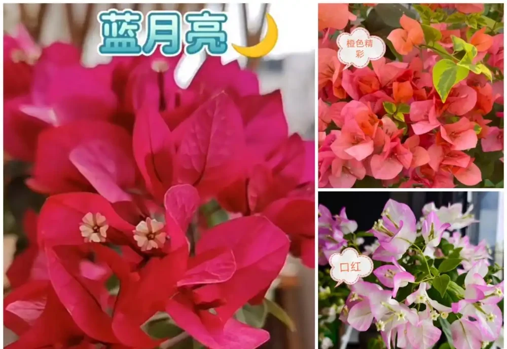 九重葛各系列勤花品種排名