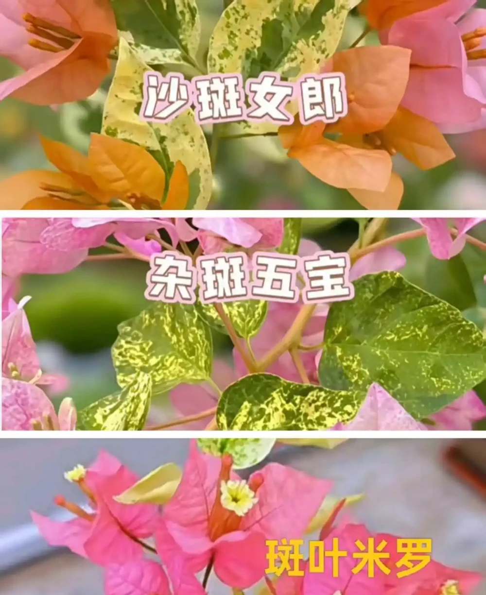 九重葛各系列勤花品種排名