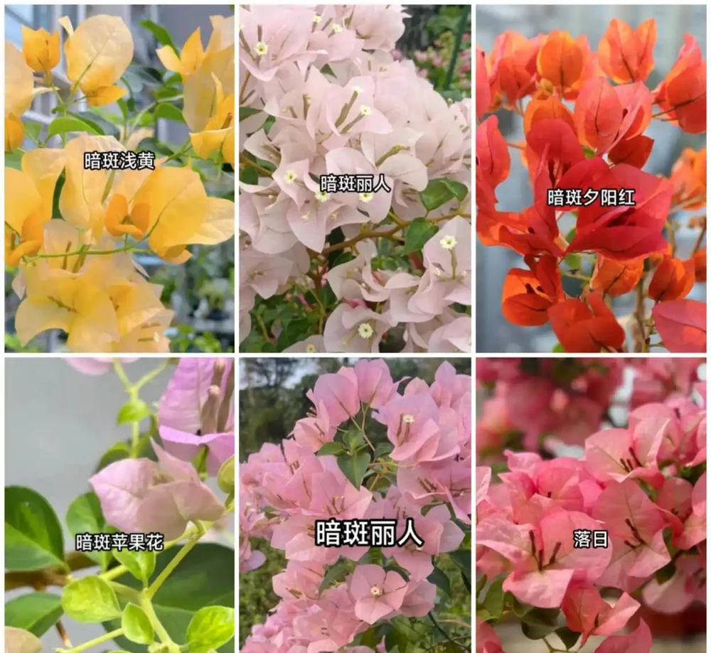 九重葛各系列勤花品種排名