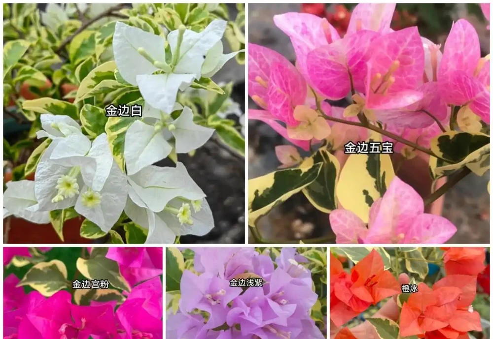 九重葛各系列勤花品種排名
