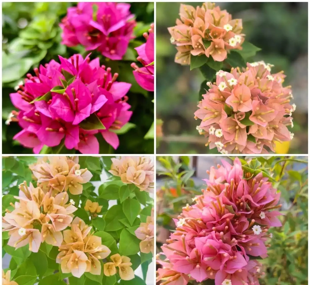 九重葛各系列勤花品種排名