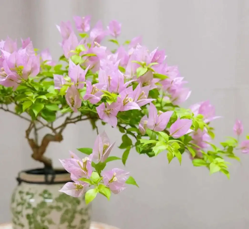 九重葛各系列勤花品種排名