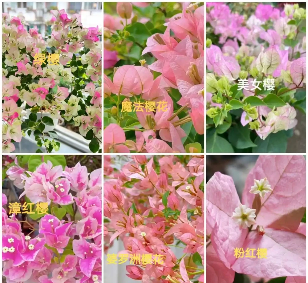 九重葛各系列勤花品種排名