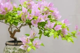 九重葛各系列勤花品種排名