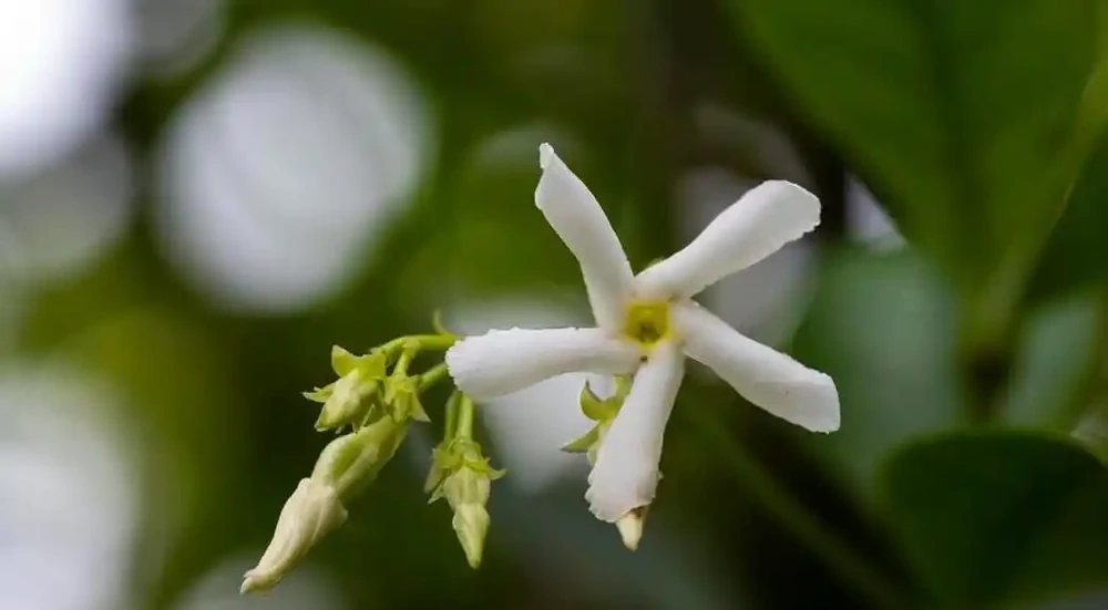 這10種花，一開花就香到上頭，養一盆幸福感滿滿！