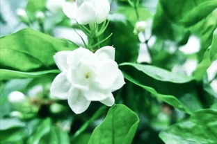 這10種花，一開花就香到上頭，養一盆幸福感滿滿！