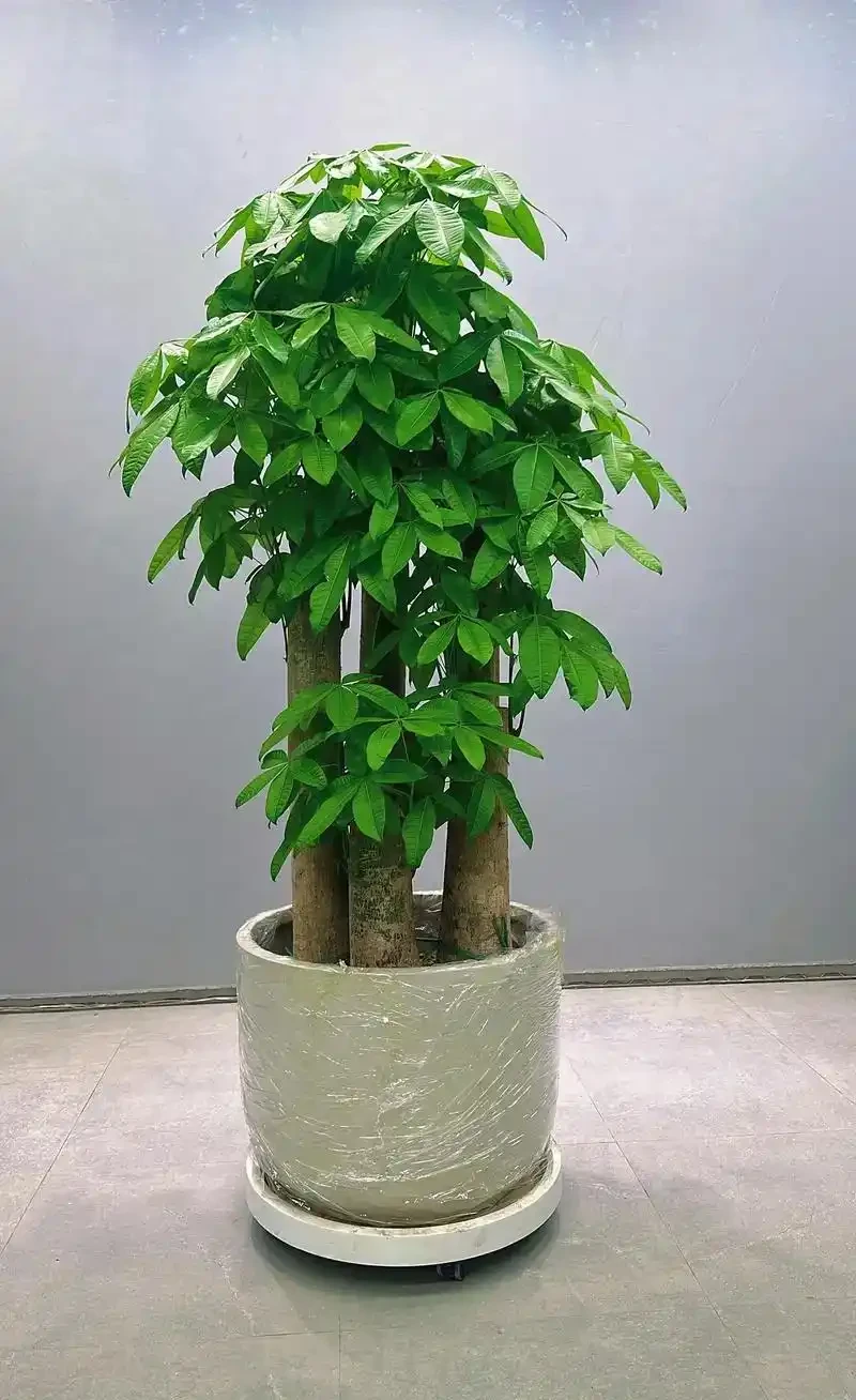 發財樹澆水指南:四季有別,精準養護