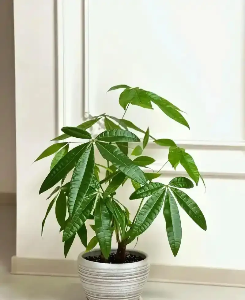 發財樹澆水指南:四季有別,精準養護
