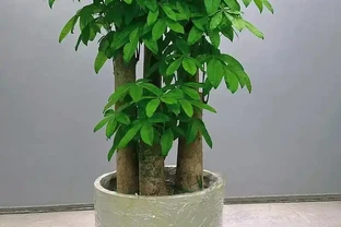 發財樹澆水指南：四季有別，精準養護