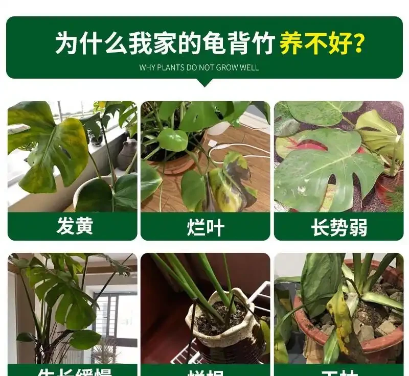 還在為龜背芋生長不佳發愁？這些綠植營養液堪稱養護神器，能讓你的龜背芋瞬間煥發生機，效果驚豔！