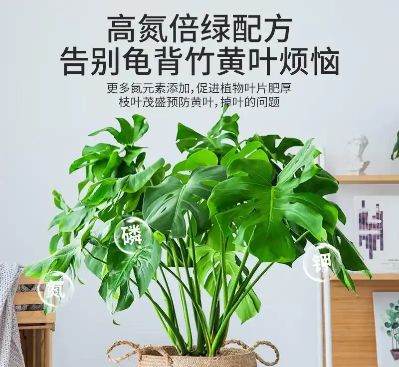 還在為龜背芋生長不佳發愁？這些綠植營養液堪稱養護神器，能讓你的龜背芋瞬間煥發生機，效果驚豔！