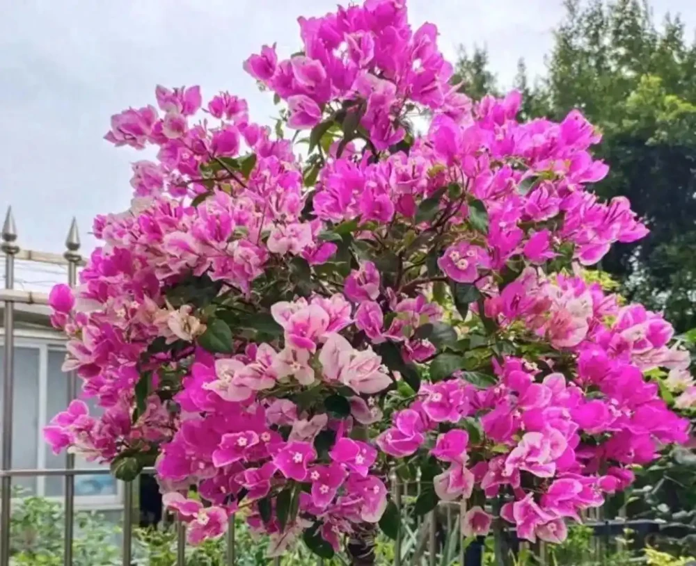 十大勤花九重葛推薦!365天爆花不停,新手也能變花海