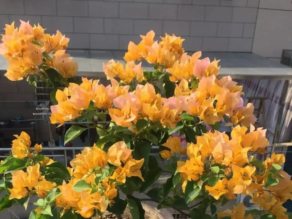 十大勤花九重葛推薦!365天爆花不停,新手也能變花海