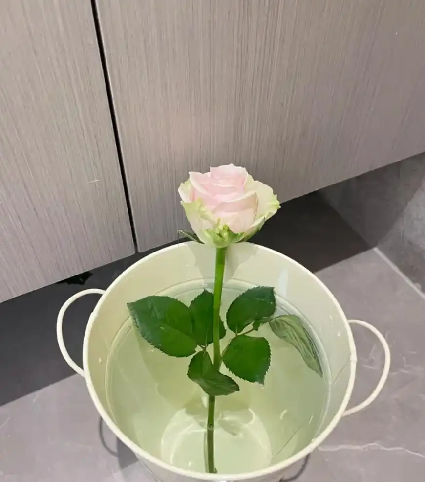 女子曬「被遺忘的玫瑰花」，1年後長根發芽了，生命力太頑強了！