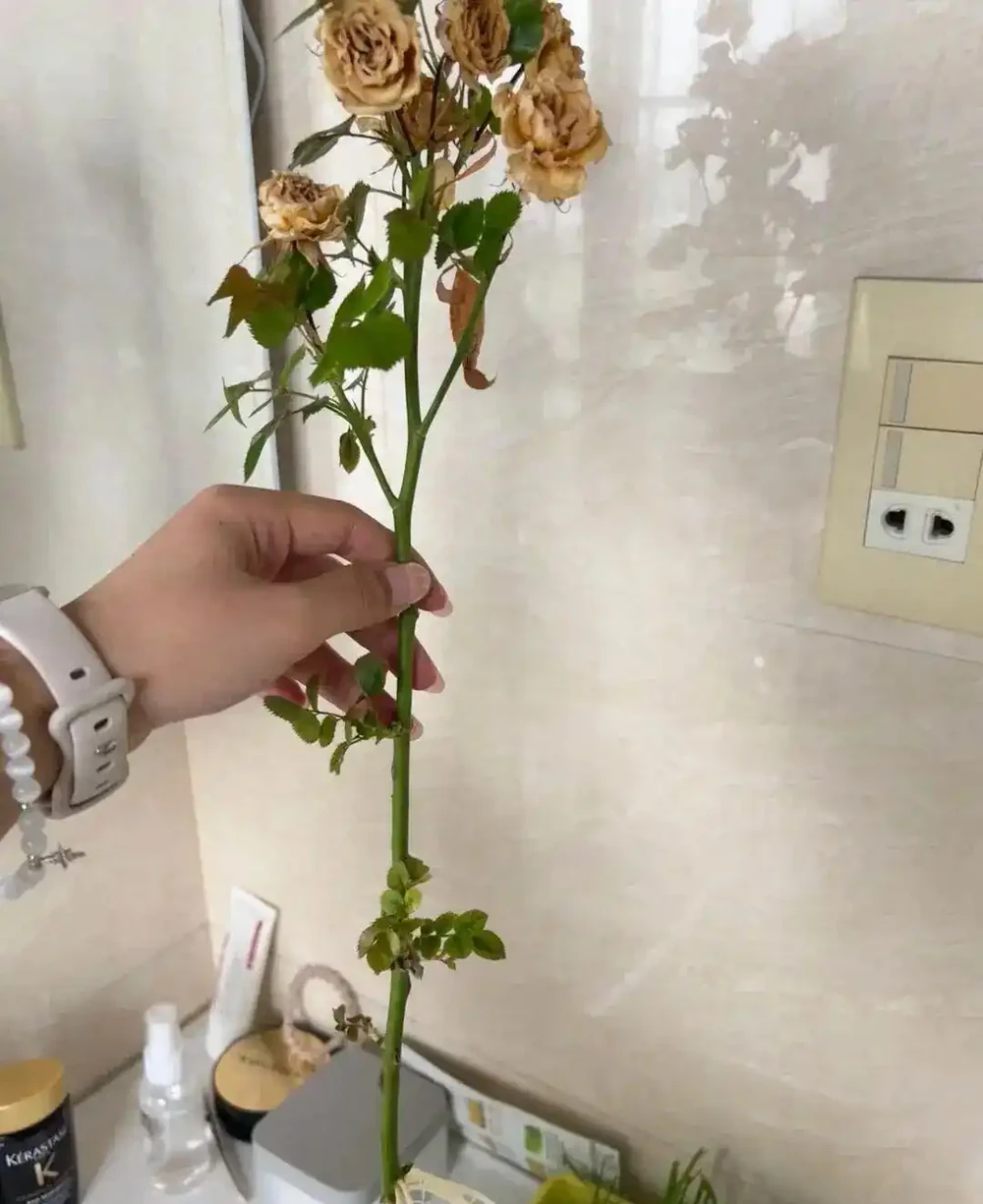 女子曬「被遺忘的玫瑰花」，1年後長根發芽了，生命力太頑強了！