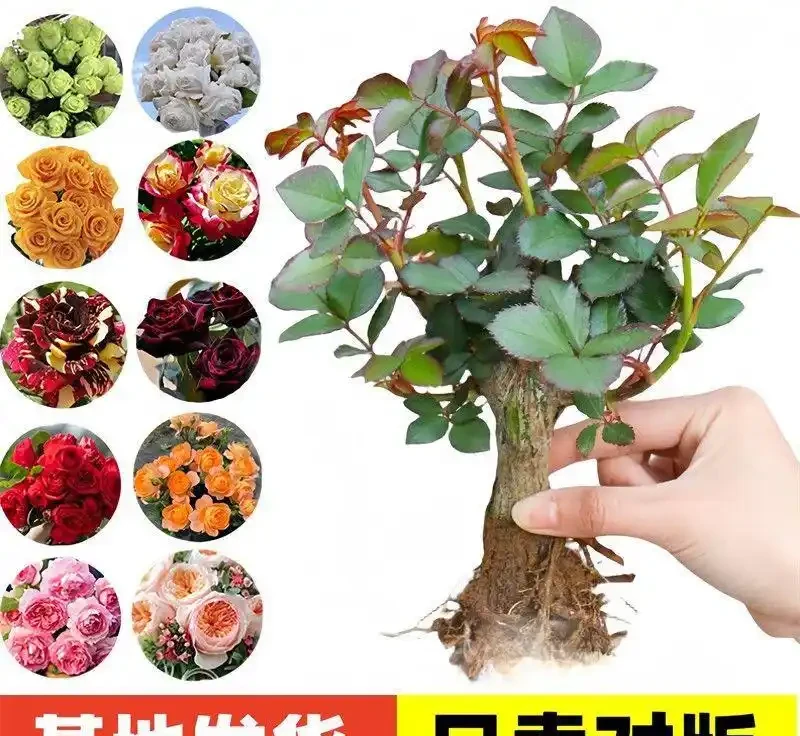 庭院中如何營造詩意與煙火氣?蘇格蘭玫瑰老樁給出答案,它能讓你的庭院瞬間變身浪漫花園,美到超乎想象