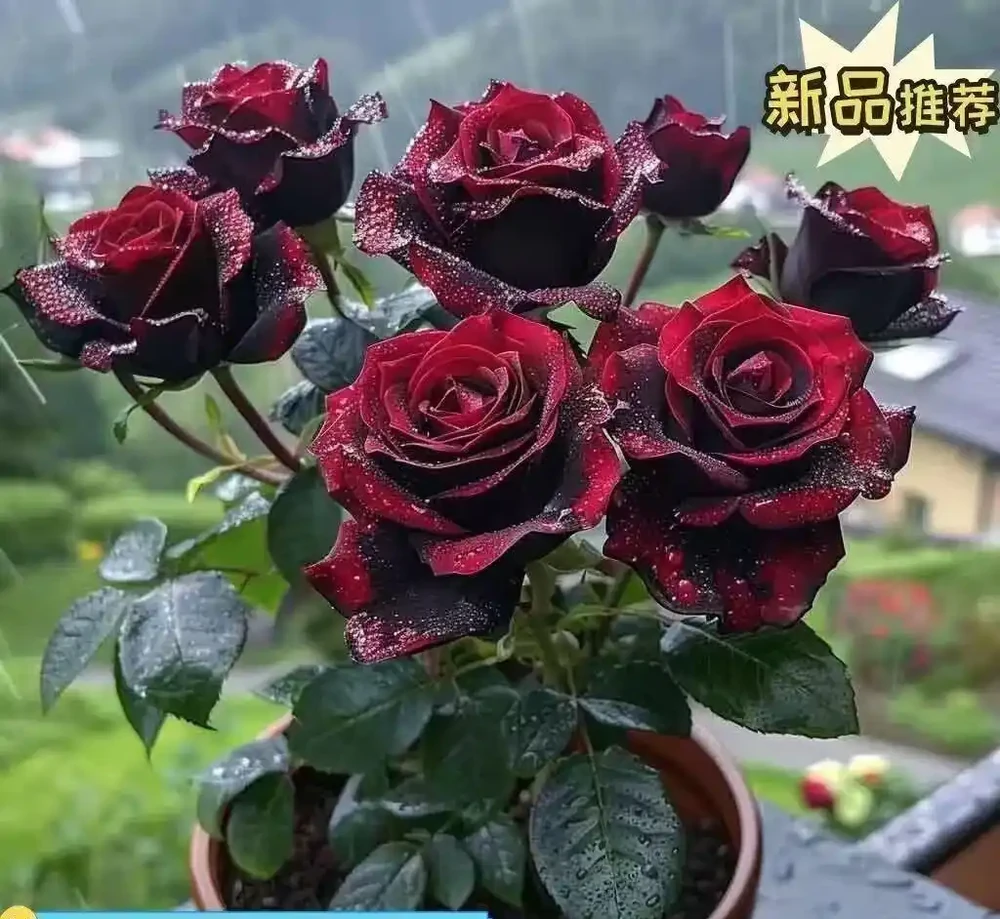 庭院中如何營造詩意與煙火氣?蘇格蘭玫瑰老樁給出答案,它能讓你的庭院瞬間變身浪漫花園,美到超乎想象