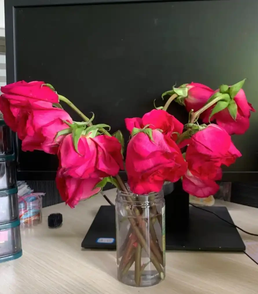 女子曬「被遺忘的玫瑰花」，1年後長根發芽了，生命力太頑強了！