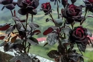 庭院中如何營造詩意與煙火氣？蘇格蘭玫瑰老樁給出答案，它能讓你的庭院瞬間變身浪漫花園，美到超乎想象