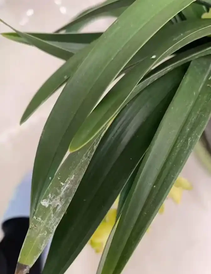 為啥剛買的蘭花還沒開就掉?為啥幹尖?如何保證順利開花!
