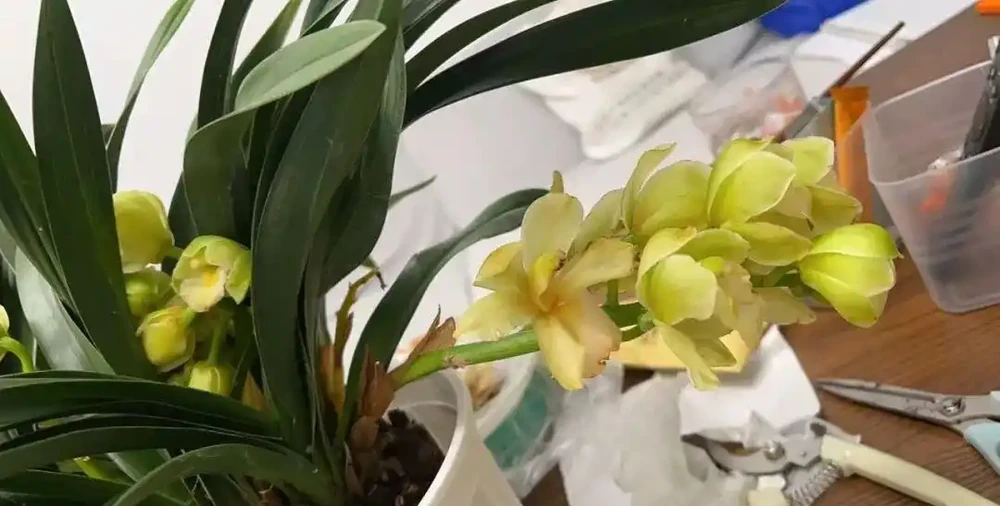 為啥剛買的蘭花還沒開就掉?為啥幹尖?如何保證順利開花!