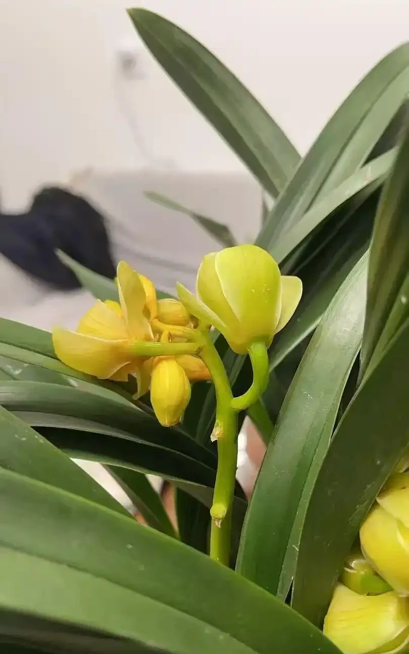 為啥剛買的蘭花還沒開就掉?為啥幹尖?如何保證順利開花!
