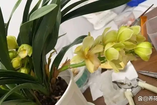 為啥剛買的蘭花還沒開就掉？為啥幹尖？如何保證順利開花！
