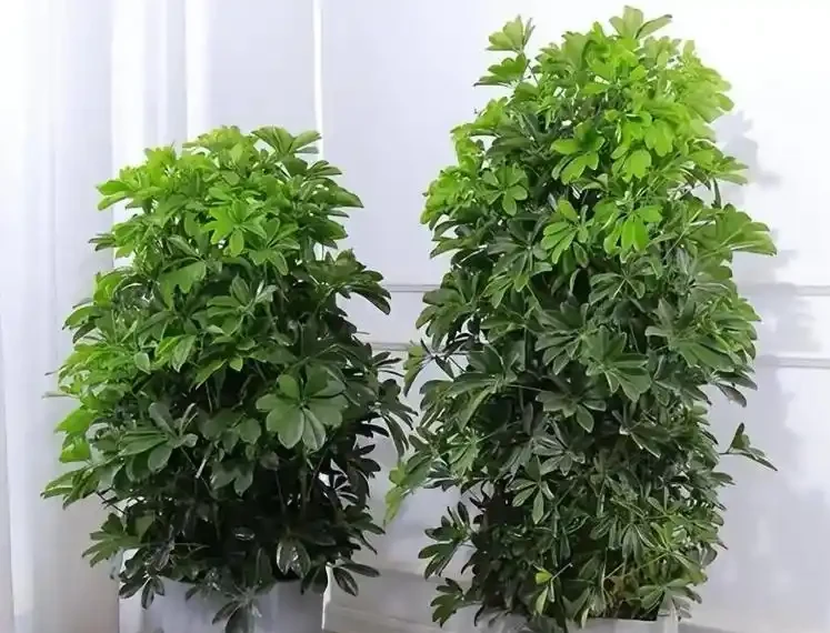 鴨腳木冬天黑杆黑葉?做好這3點,枝幹粗壯長勢旺!