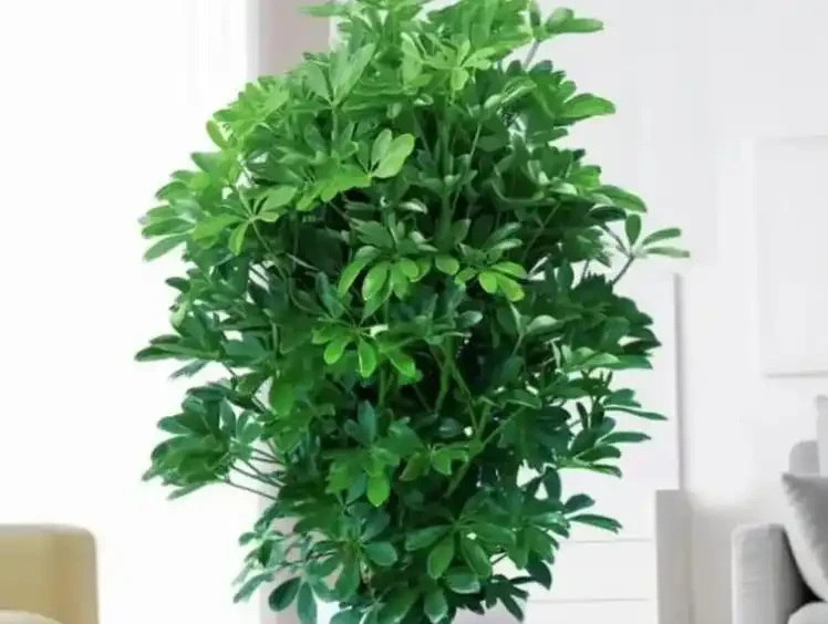 鴨腳木冬天黑杆黑葉?做好這3點,枝幹粗壯長勢旺!
