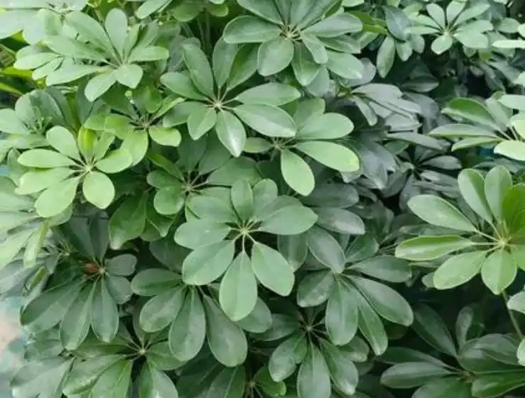 鴨腳木冬天黑杆黑葉?做好這3點,枝幹粗壯長勢旺!