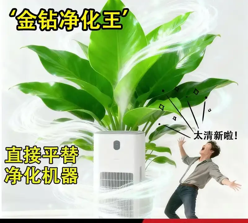 室內綠植養護不知選啥?金鑽綠公主憑啥能成為空氣淨化專家?揭秘它淨化空氣的獨特本領與養護秘訣