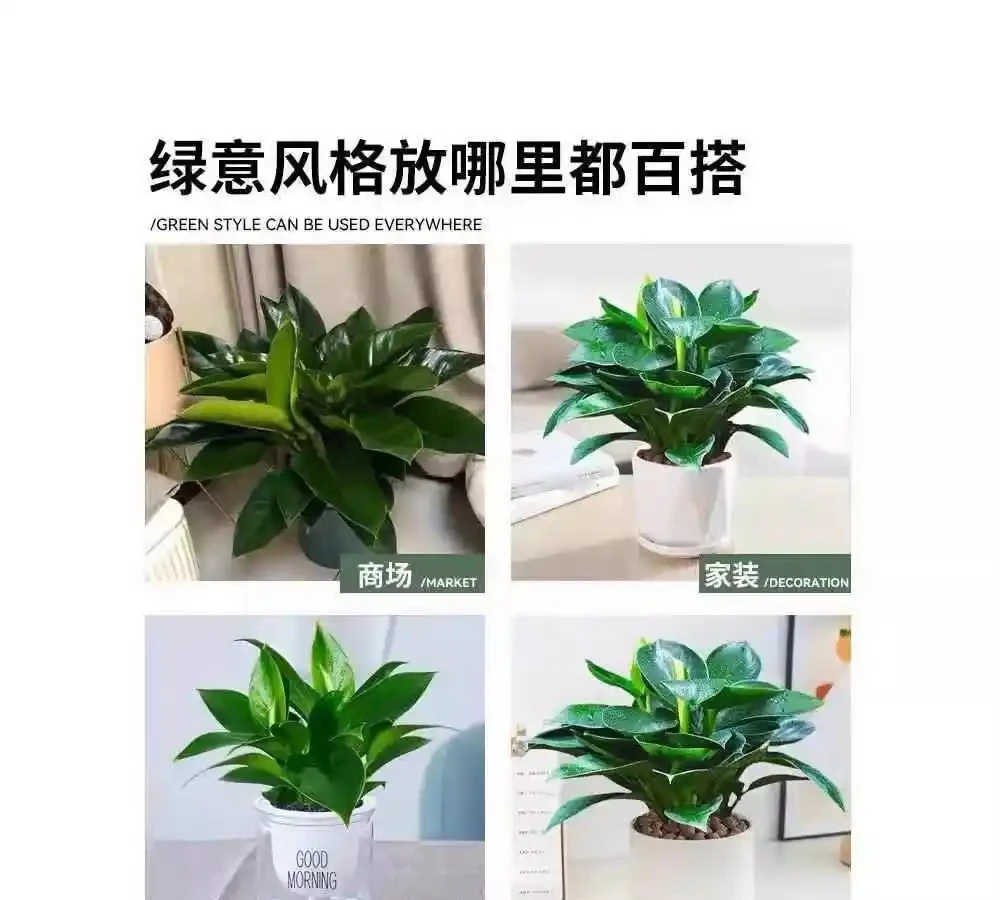 室內綠植養護不知選啥?金鑽綠公主憑啥能成為空氣淨化專家?揭秘它淨化空氣的獨特本領與養護秘訣