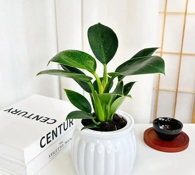 室內綠植養護不知選啥?金鑽綠公主憑啥能成為空氣淨化專家?揭秘它淨化空氣的獨特本領與養護秘訣