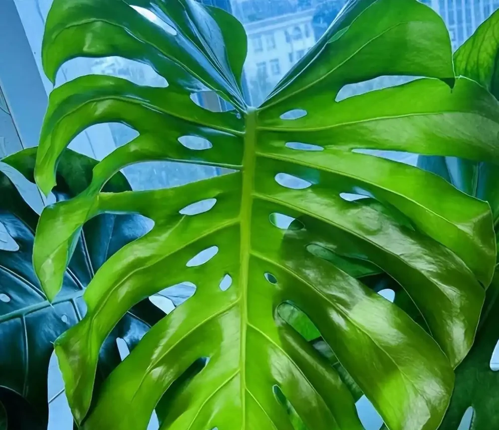 養龜背芋別亂澆水！老花農揭秘「黃金水配方」，葉子肥綠如打蠟，新手也能養出霸氣老樁！