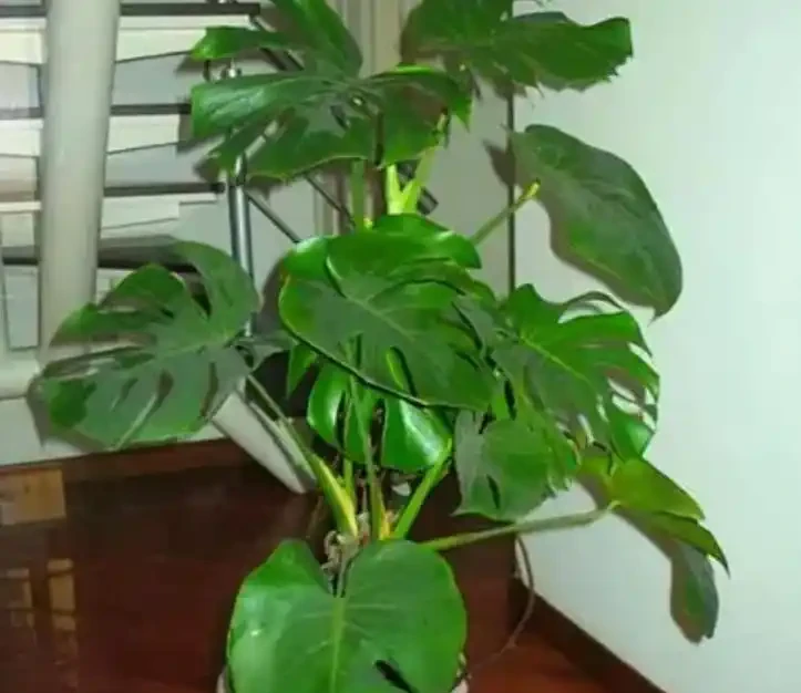 養龜背芋別亂澆水！老花農揭秘「黃金水配方」，葉子肥綠如打蠟，新手也能養出霸氣老樁！