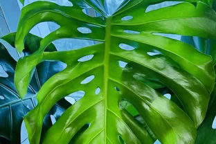 養龜背芋別亂澆水！老花農揭秘「黃金水配方」，葉子肥綠如打蠟，新手也能養出霸氣老樁！