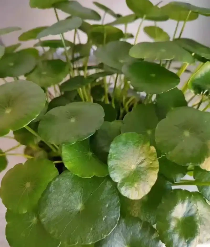 銅錢草的養殖方法和注意事項、銅錢草怎麼養？怎麼養才能更旺盛？新手必看！