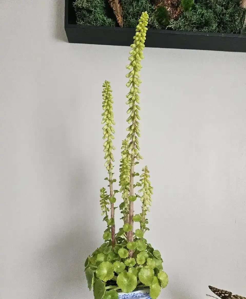 銅錢草的養殖方法和注意事項、銅錢草怎麼養？怎麼養才能更旺盛？新手必看！