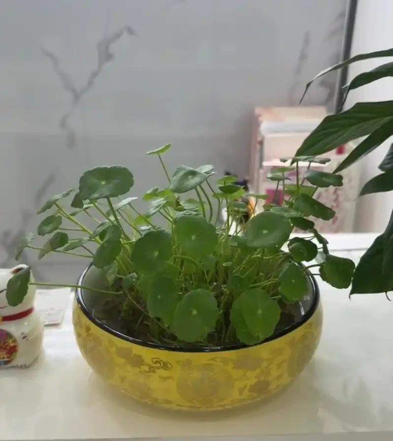 銅錢草的養殖方法和注意事項、銅錢草怎麼養？怎麼養才能更旺盛？新手必看！