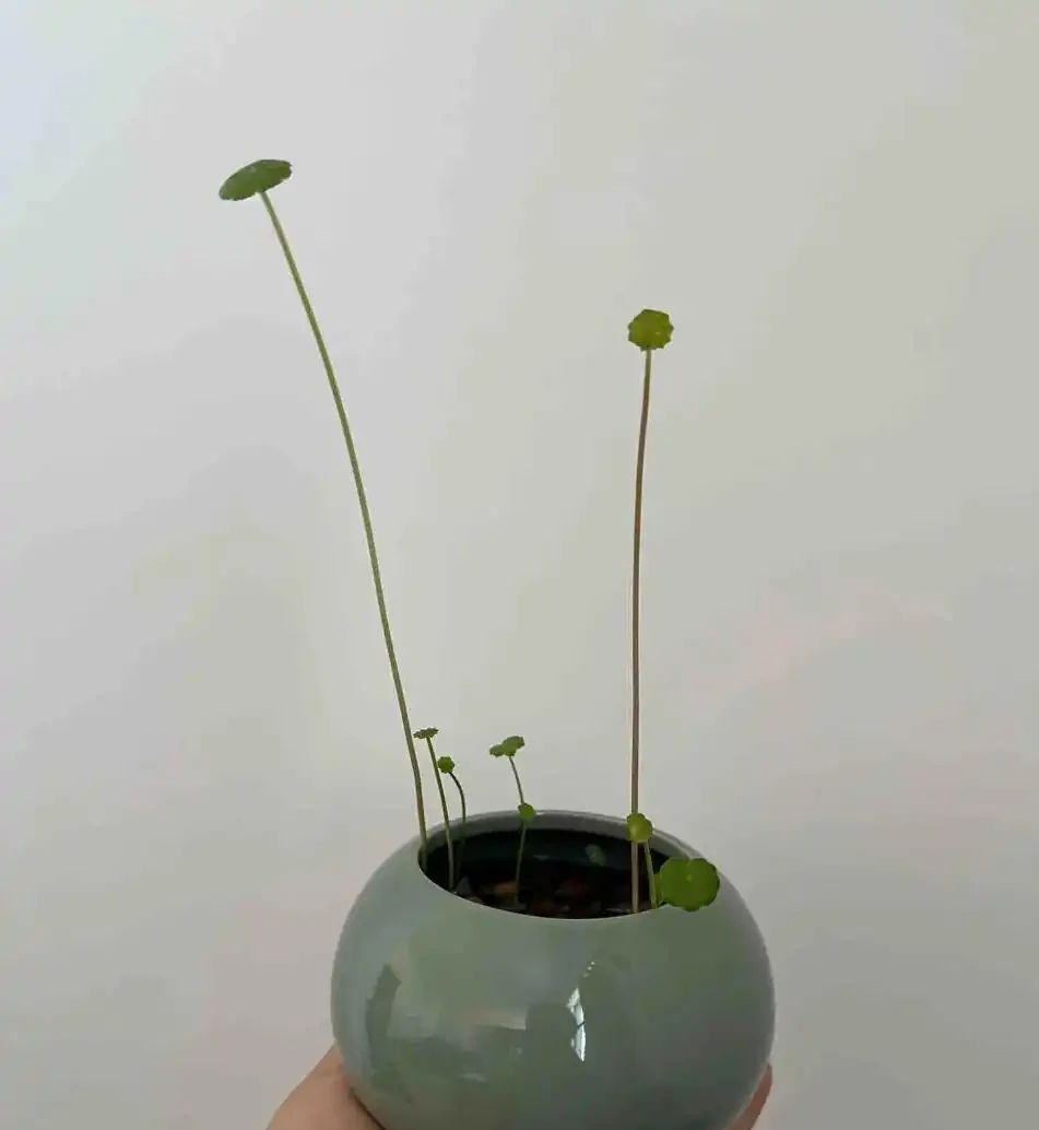 銅錢草的養殖方法和注意事項、銅錢草怎麼養？怎麼養才能更旺盛？新手必看！