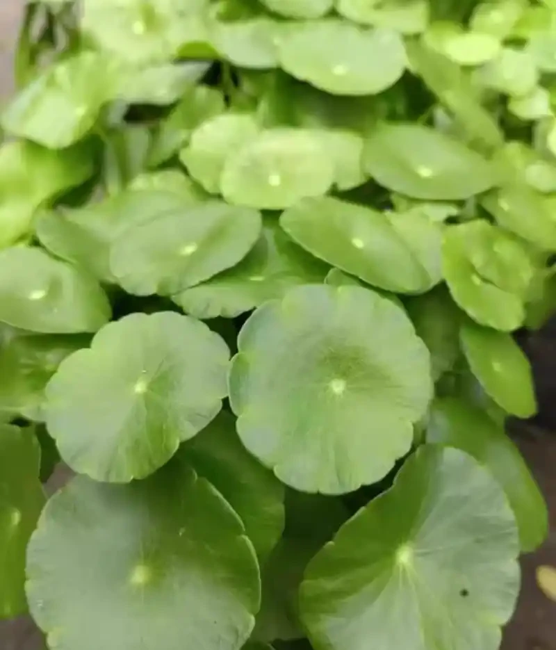 銅錢草的養殖方法和注意事項、銅錢草怎麼養？怎麼養才能更旺盛？新手必看！