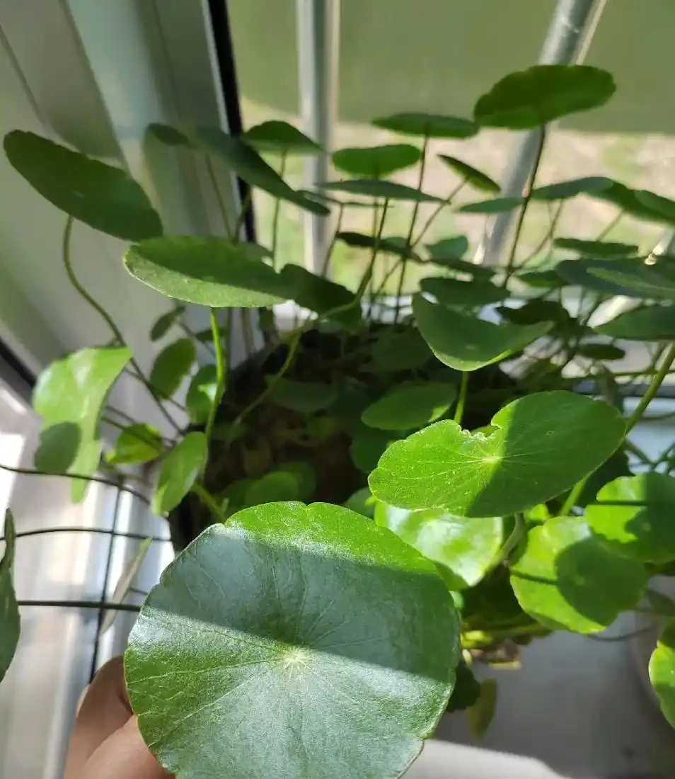 銅錢草的養殖方法和注意事項、銅錢草怎麼養？怎麼養才能更旺盛？新手必看！